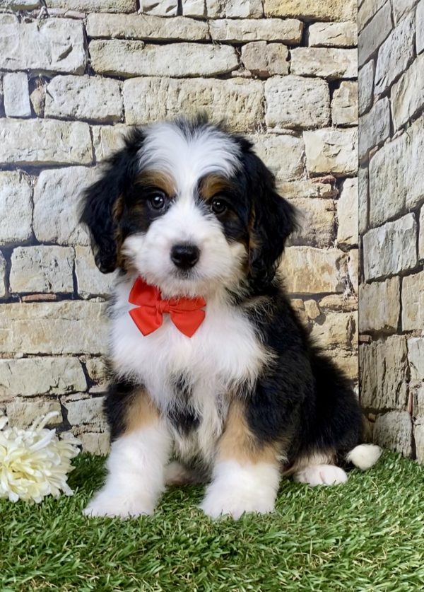Photo of Mr. Virgil the Mini-Bernedoodle puppy