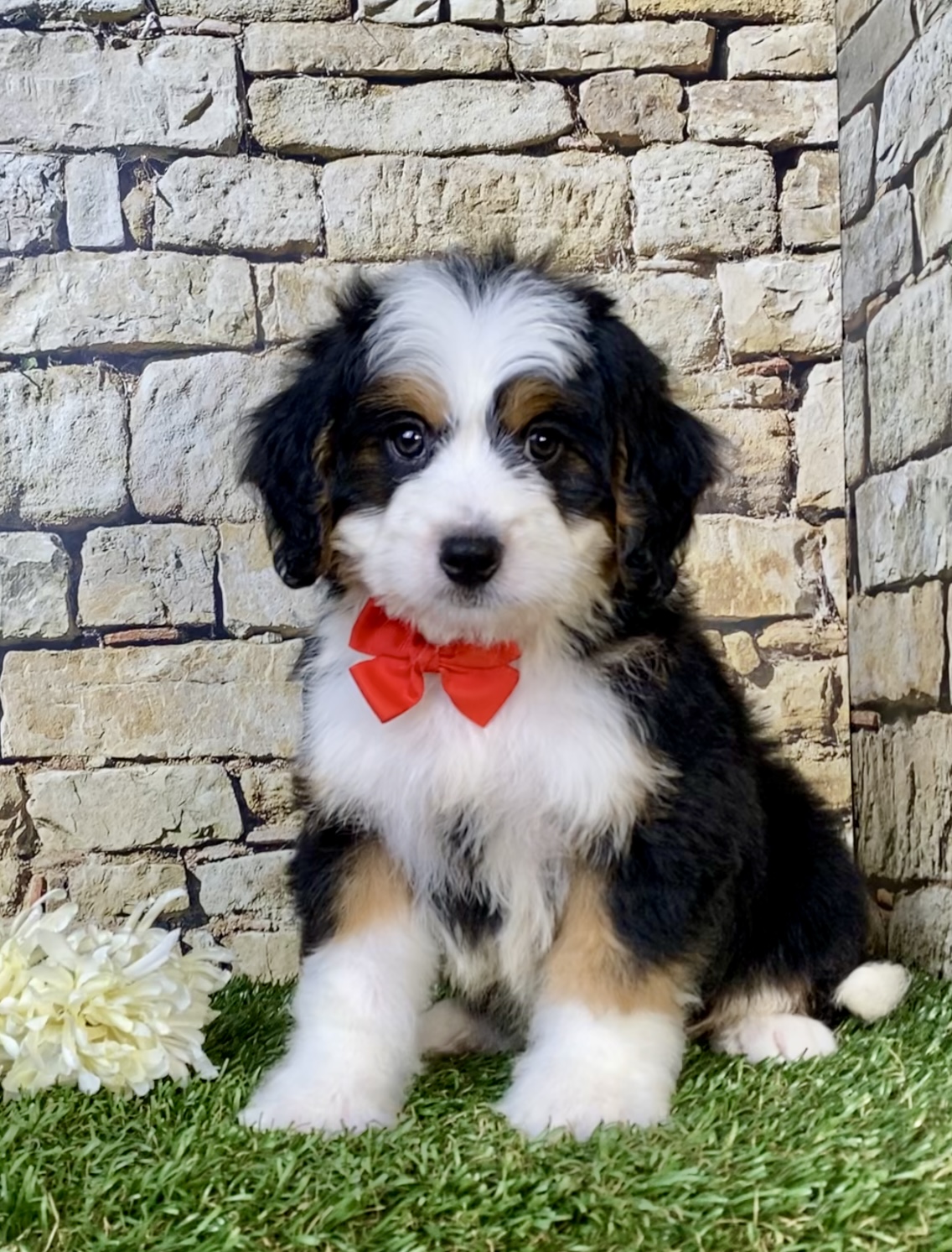 Photo of Mr. Virgil the Mini-Bernedoodle puppy