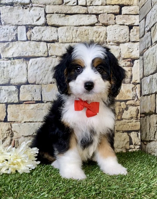 Photo of Mr. Virgil the Mini-Bernedoodle puppy