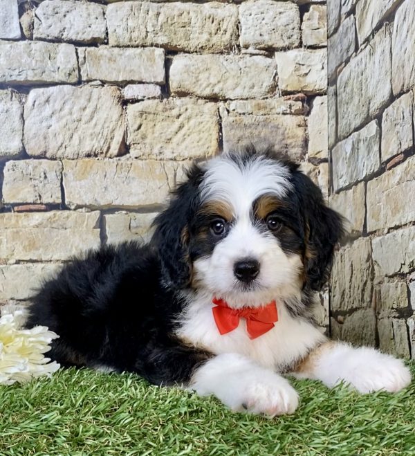 Photo of Mr. Virgil the Mini-Bernedoodle puppy