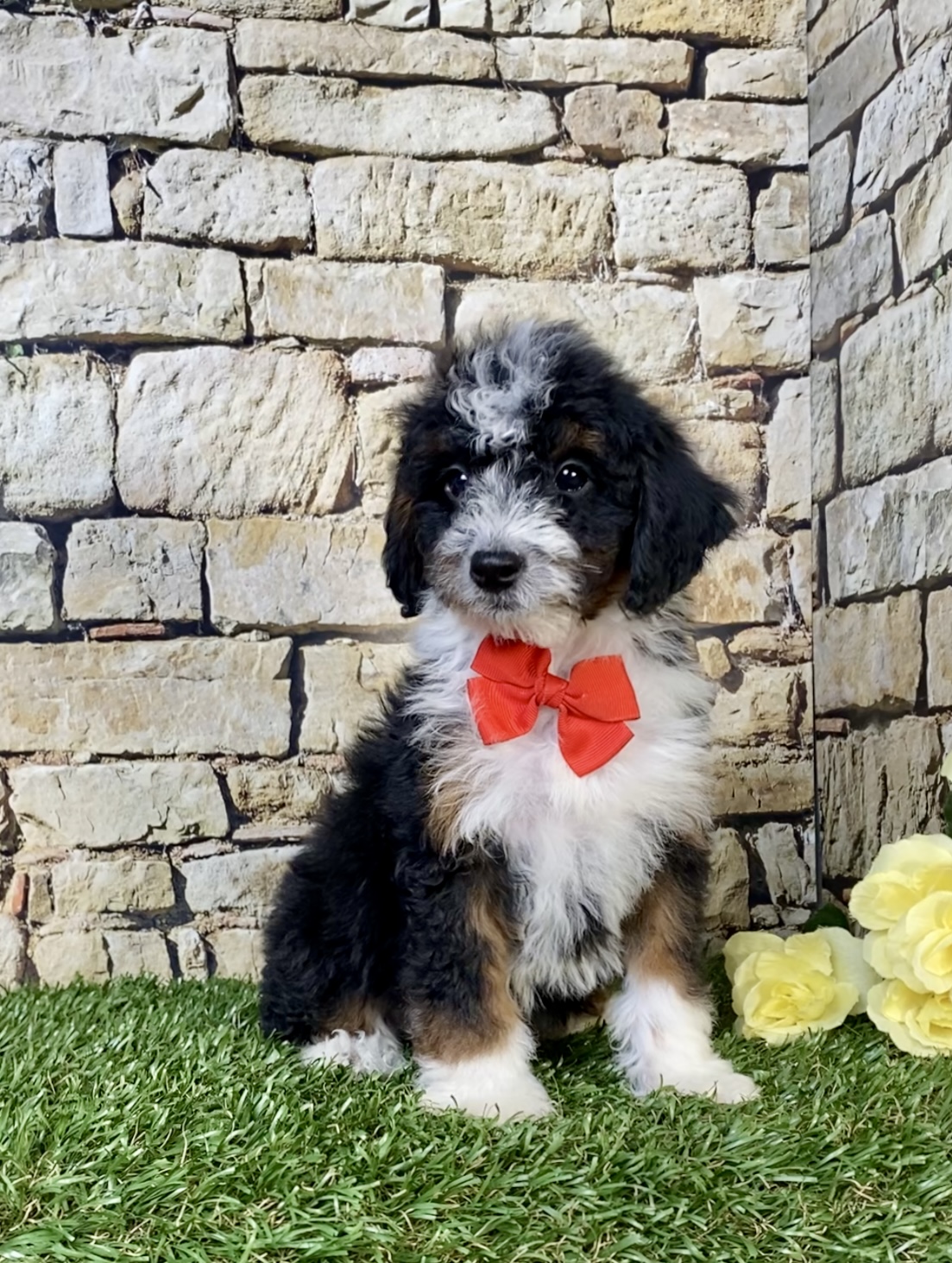 Photo of Mr. Wade the F1B Mini-Bernedoodle puppy