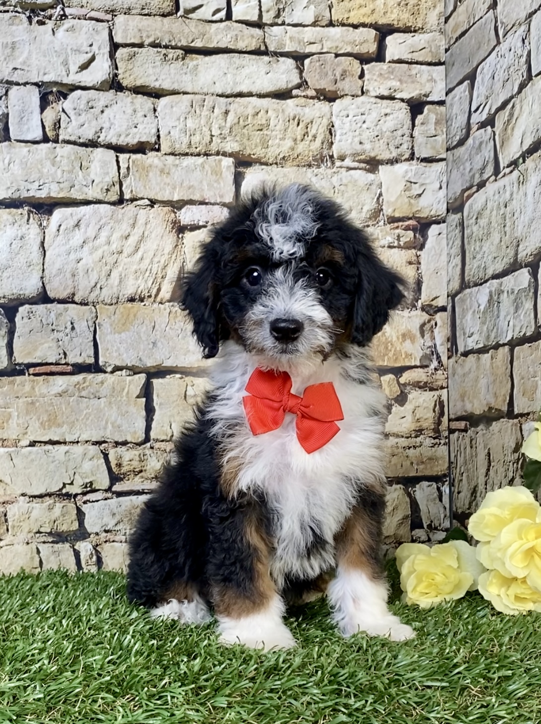 Photo of Mr. Wade the F1B Mini-Bernedoodle puppy