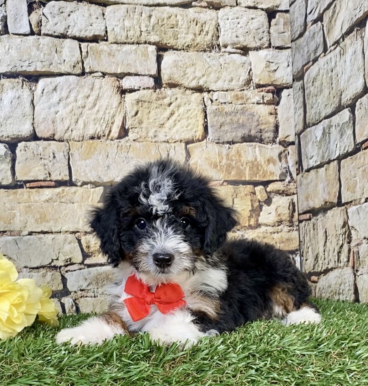 Photo of Mr. Wade the F1B Mini-Bernedoodle puppy