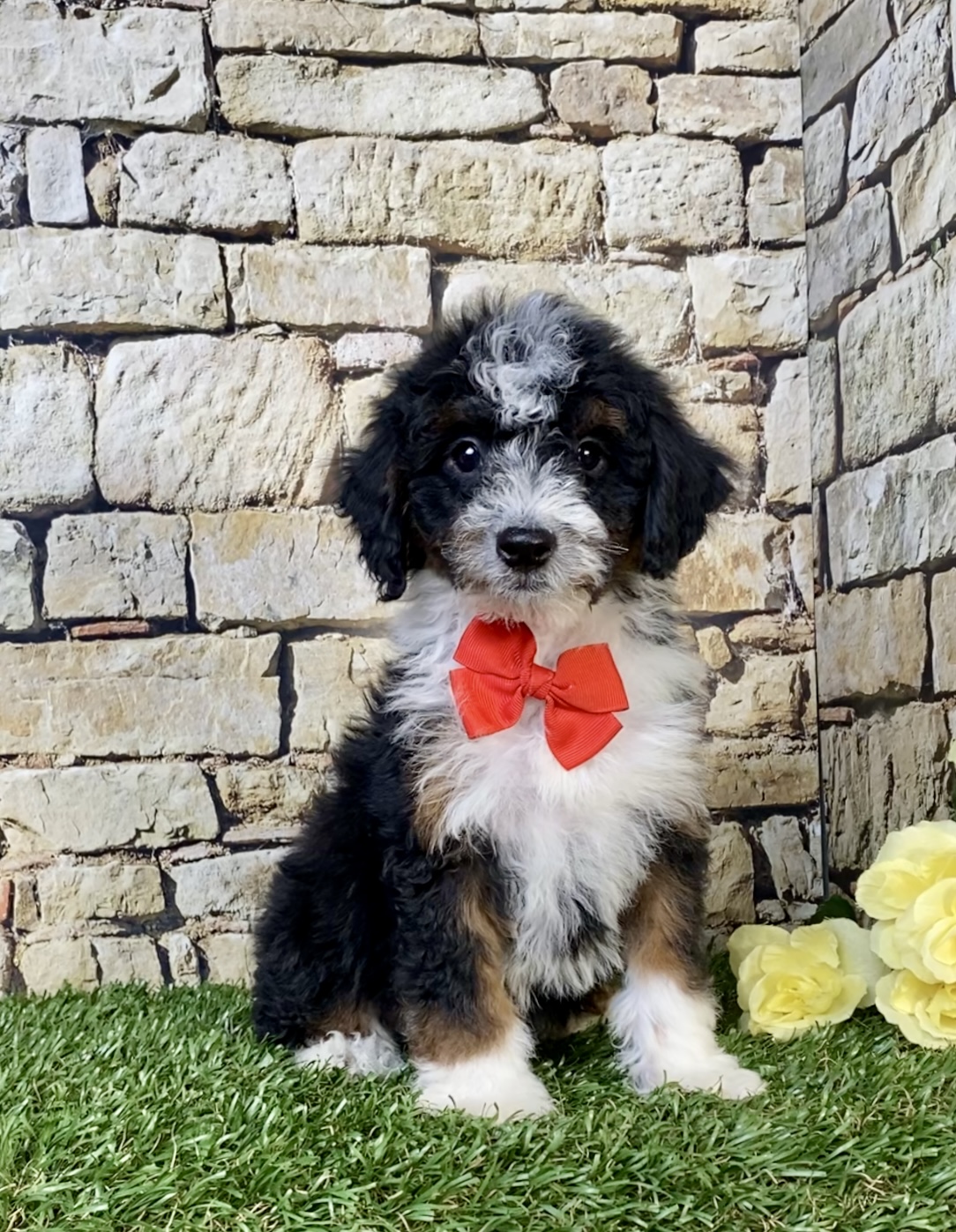 Photo of Mr. Wade the F1B Mini-Bernedoodle puppy