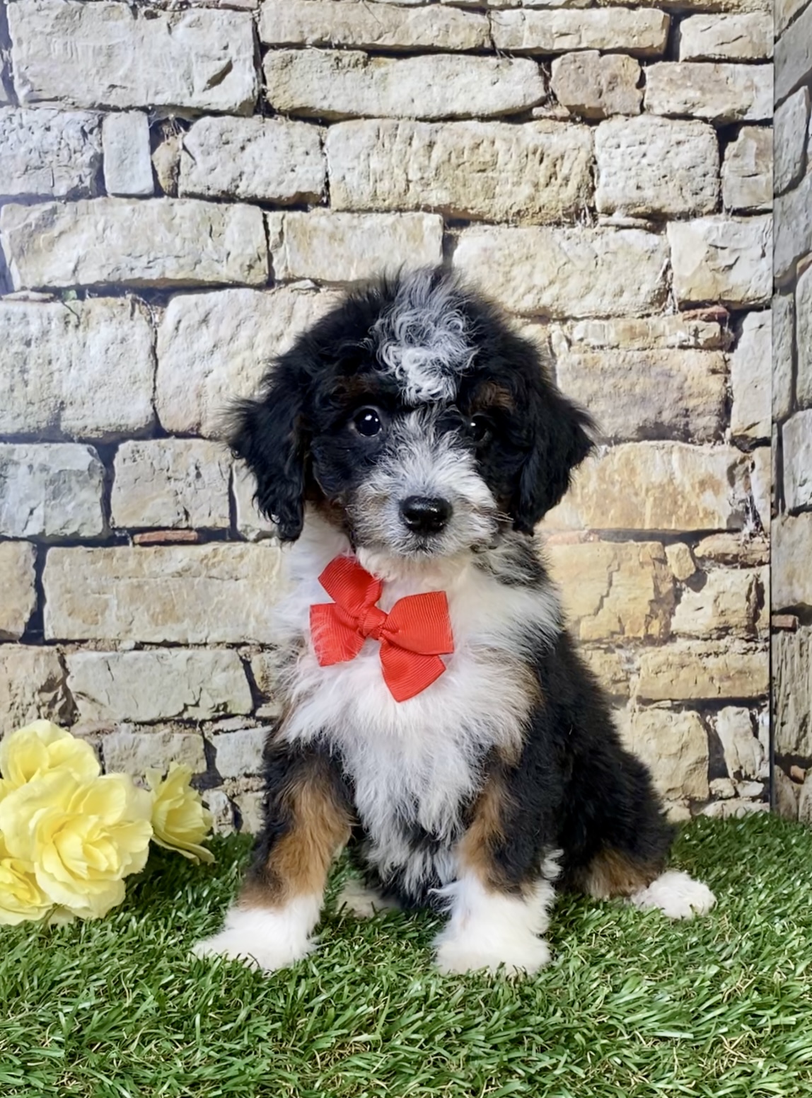 Photo of Mr. Wade the F1B Mini-Bernedoodle puppy