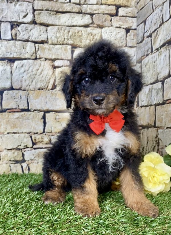 Photo of Mr. Waldo the F1B Mini-Bernedoodle puppy