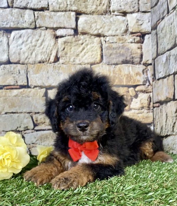 Photo of Mr. Waldo the F1B Mini-Bernedoodle puppy