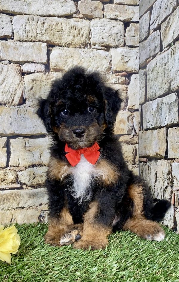 Mr. Waldo the F1B Mini-Bernedoodle puppy