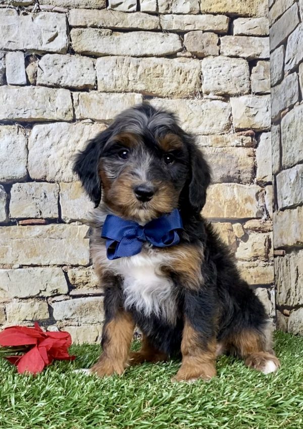 Mr. Wes the F1B Mini-Bernedoodle puppy