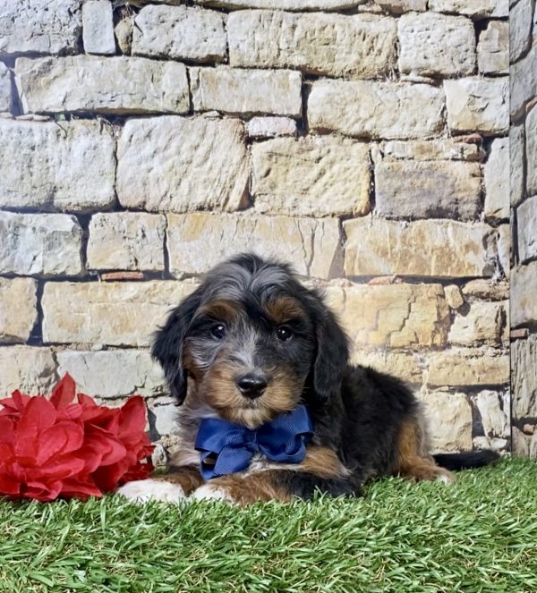 Photo of Mr. Wes the F1B Mini-Bernedoodle puppy