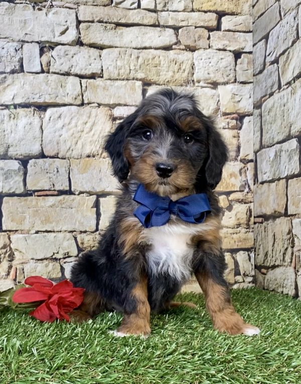 Photo of Mr. Wes the F1B Mini-Bernedoodle puppy