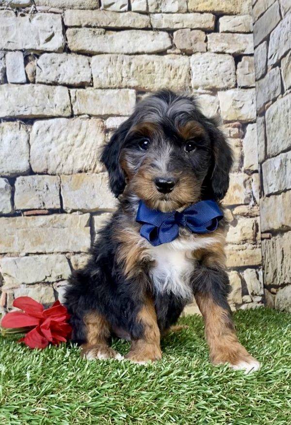 Photo of Mr. Wes the F1B Mini-Bernedoodle puppy