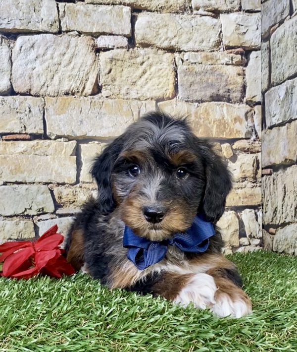 Photo of Mr. Wes the F1B Mini-Bernedoodle puppy