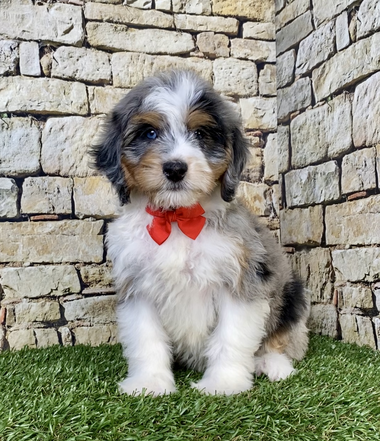 Photo of Mr. Winston the F1B Mini-Bernedoodle puppy