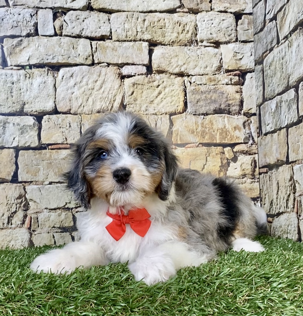 Photo of Mr. Winston the F1B Mini-Bernedoodle puppy