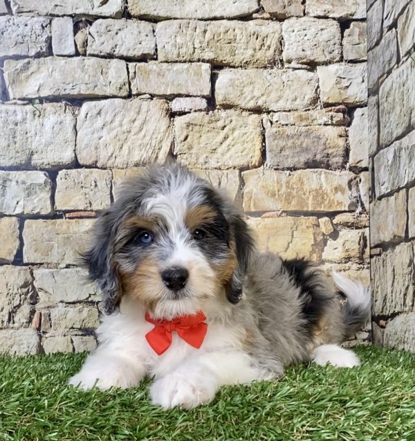 Photo of Mr. Winston the F1B Mini-Bernedoodle puppy