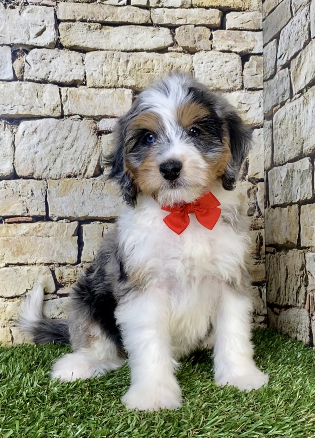 Photo of Mr. Winston the F1B Mini-Bernedoodle puppy