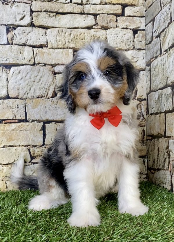 Photo of Mr. Winston the F1B Mini-Bernedoodle puppy