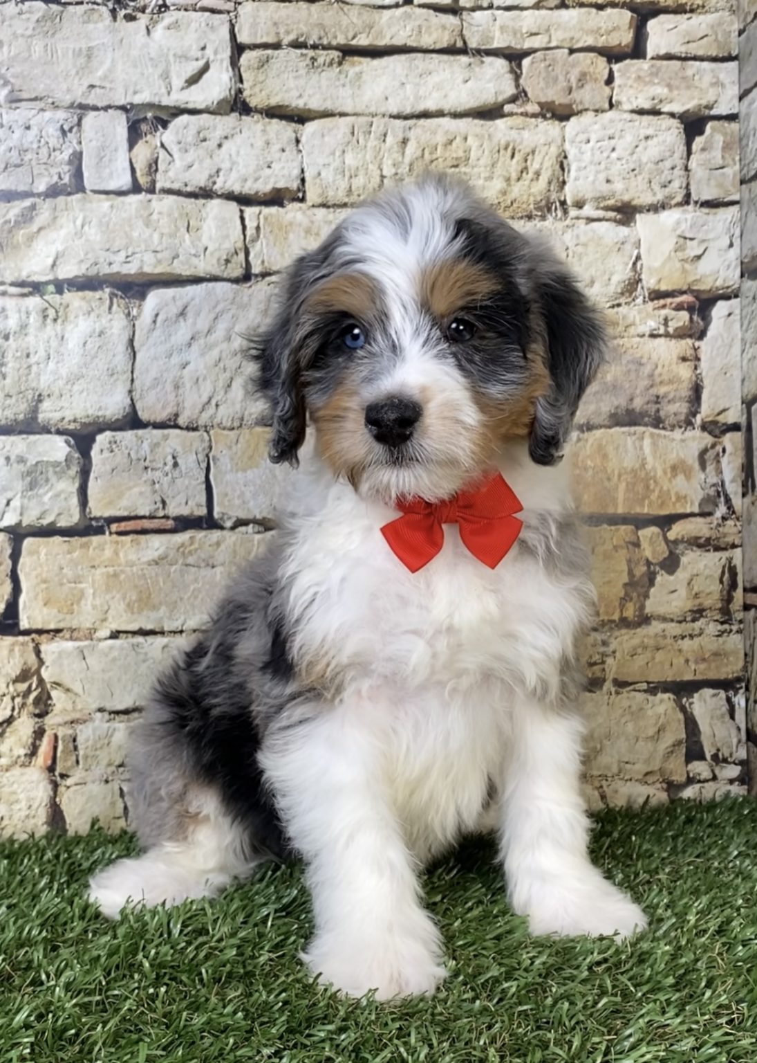 Photo of Mr. Winston the F1B Mini-Bernedoodle puppy