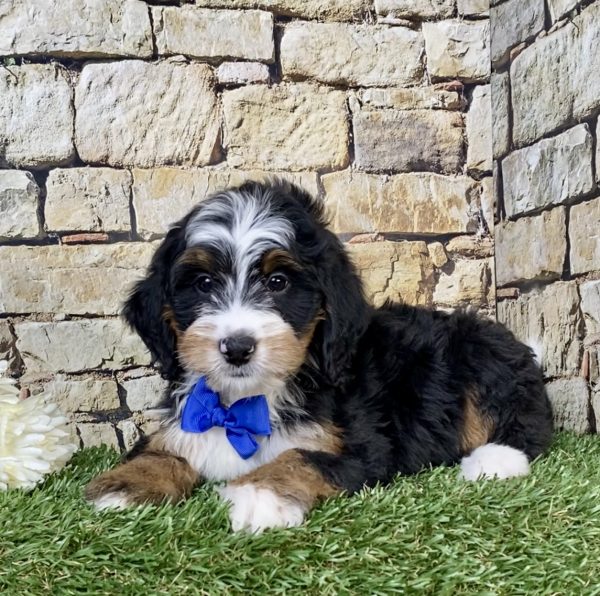 Photo of Mr. Wrangler the F1B Mini-Bernedoodle puppy