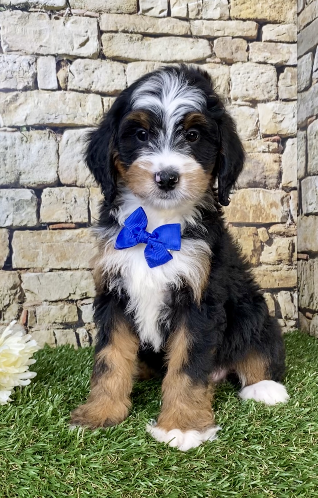 Photo of Mr. Wrangler the F1B Mini-Bernedoodle puppy