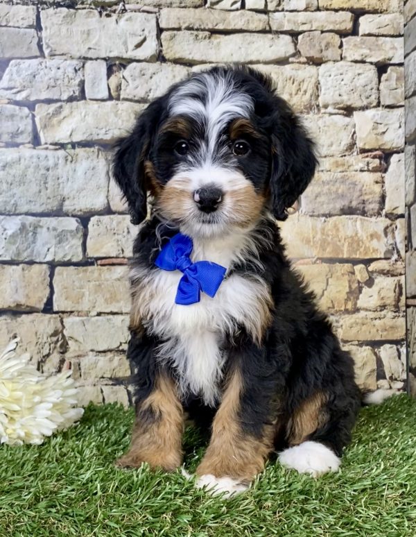 Photo of Mr. Wrangler the F1B Mini-Bernedoodle puppy