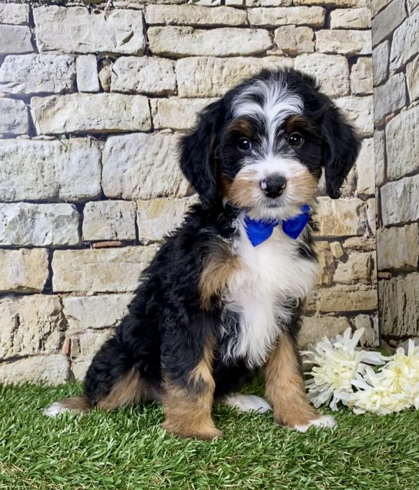 Photo of Mr. Wrangler the F1B Mini-Bernedoodle puppy