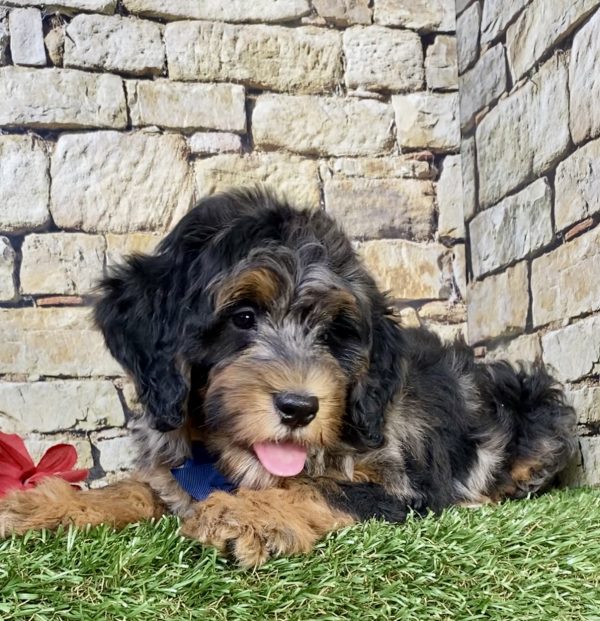 Photo of Mr. Wyatt the F1B Mini-Bernedoodle puppy