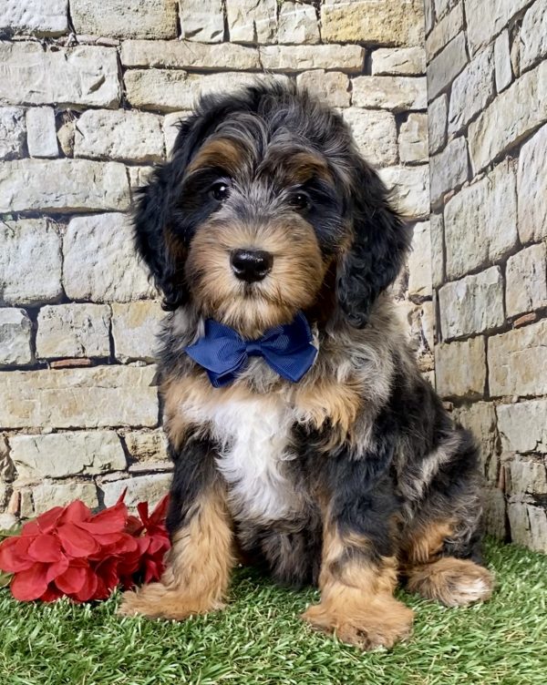 Photo of Mr. Wyatt the F1B Mini-Bernedoodle puppy