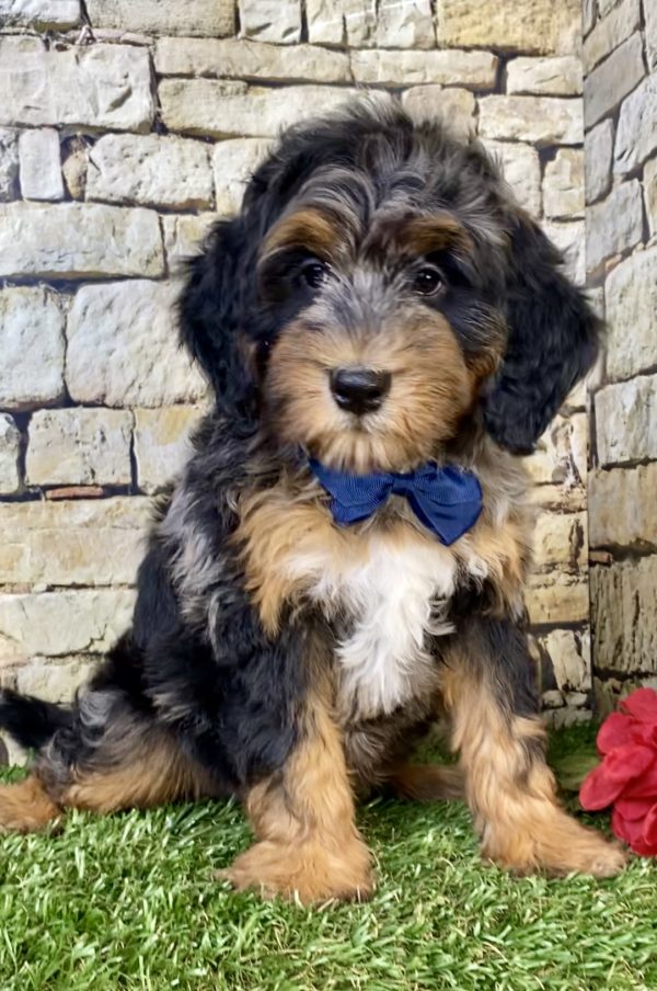 Photo of Mr. Wyatt the F1B Mini-Bernedoodle puppy