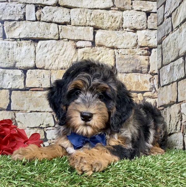 Photo of Mr. Wyatt the F1B Mini-Bernedoodle puppy