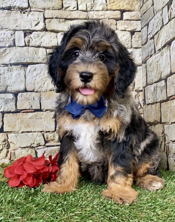 Mr. Wyatt the F1B Mini-Bernedoodle puppy