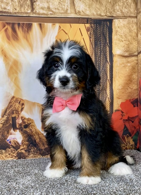 Photo of Ms. Abbie the Mini-Bernedoodle puppy