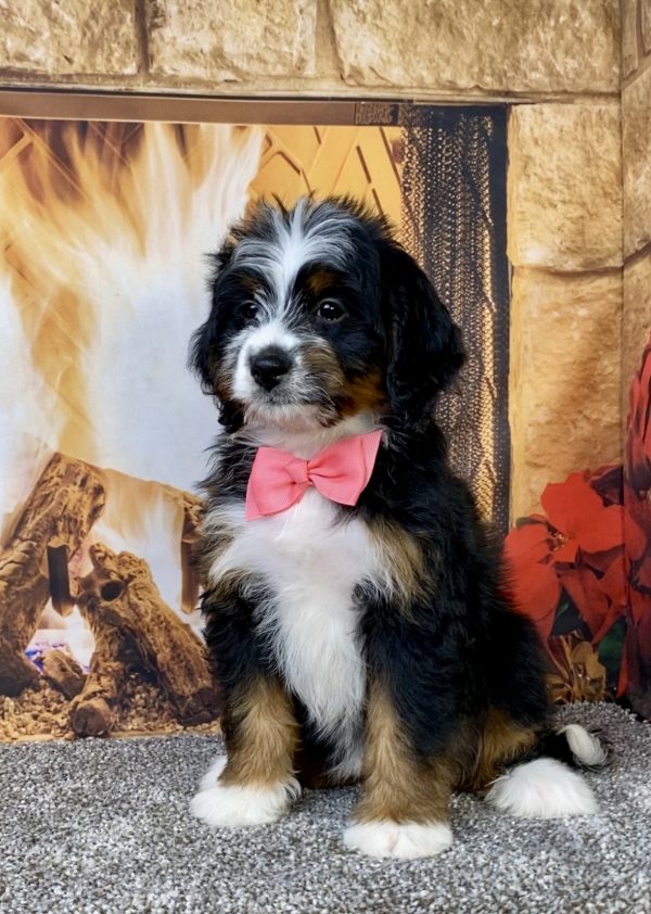 Photo of Ms. Abbie the Mini-Bernedoodle puppy