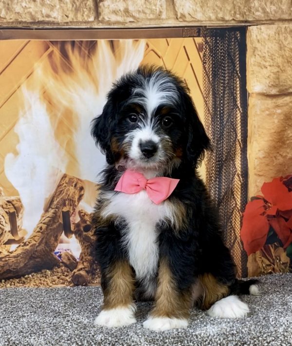 Ms. Abbie the  Mini-Bernedoodle puppy