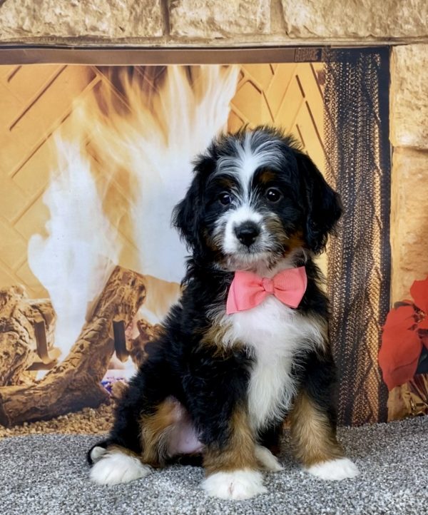 Photo of Ms. Abbie the Mini-Bernedoodle puppy