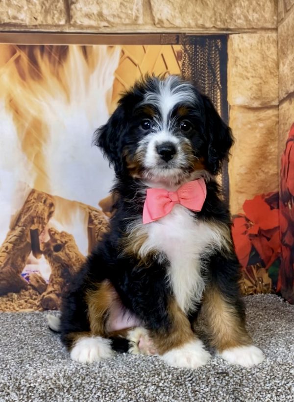 Photo of Ms. Abbie the Mini-Bernedoodle puppy