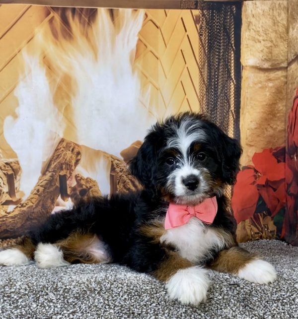 Photo of Ms. Abbie the Mini-Bernedoodle puppy