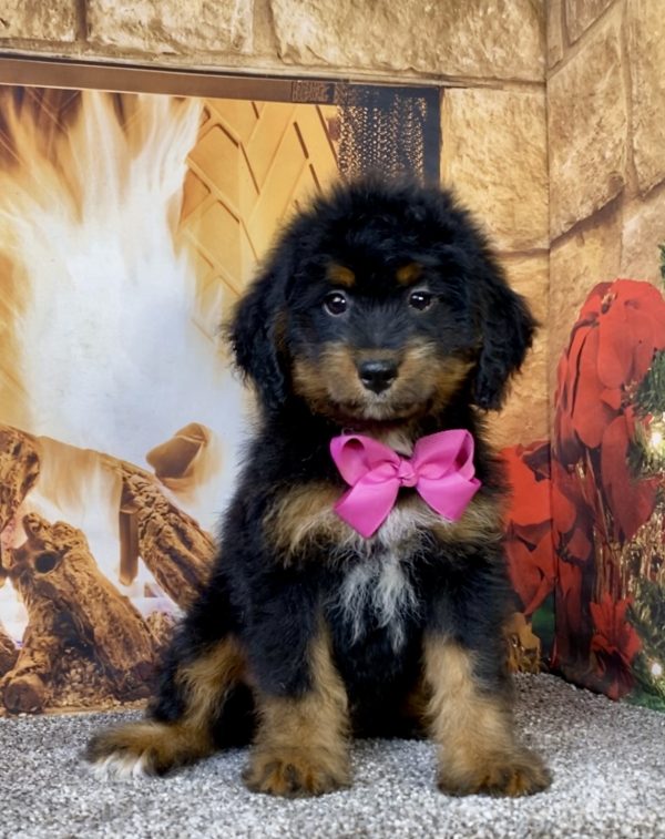 Ms. Alysha the  Mini-Bernedoodle puppy