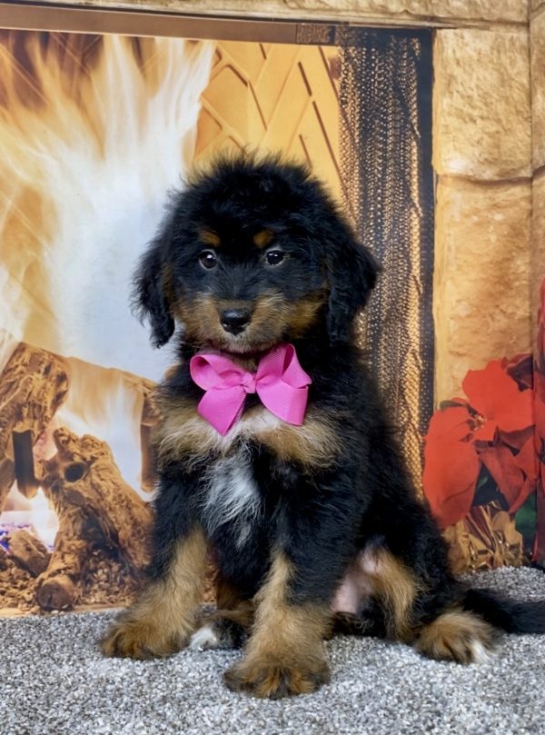 Photo of Ms. Alysha the Mini-Bernedoodle puppy