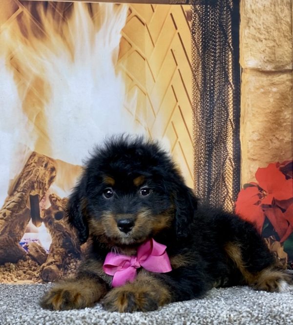 Photo of Ms. Alysha the Mini-Bernedoodle puppy