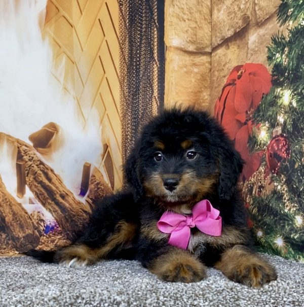 Photo of Ms. Alysha the Mini-Bernedoodle puppy
