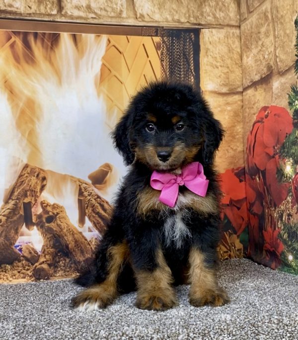Photo of Ms. Alysha the Mini-Bernedoodle puppy