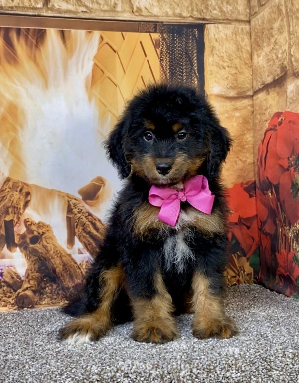 Photo of Ms. Alysha the Mini-Bernedoodle puppy