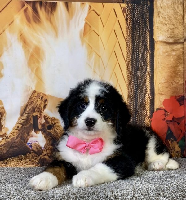 Photo of Ms. Amber the Mini-Bernedoodle puppy