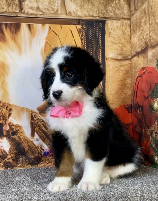 Photo of Ms. Amber the Mini-Bernedoodle puppy