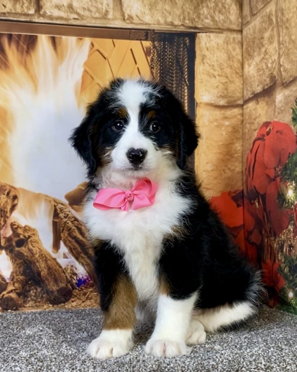 Ms. Amber the  Mini-Bernedoodle puppy