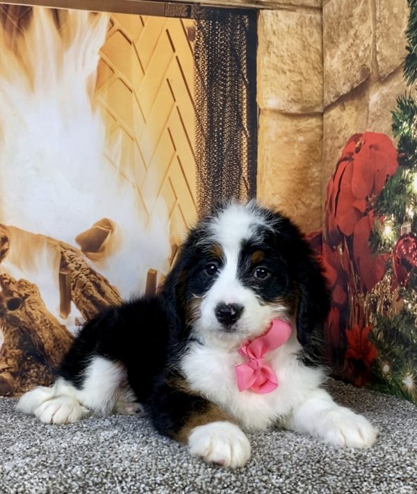 Photo of Ms. Amber the Mini-Bernedoodle puppy