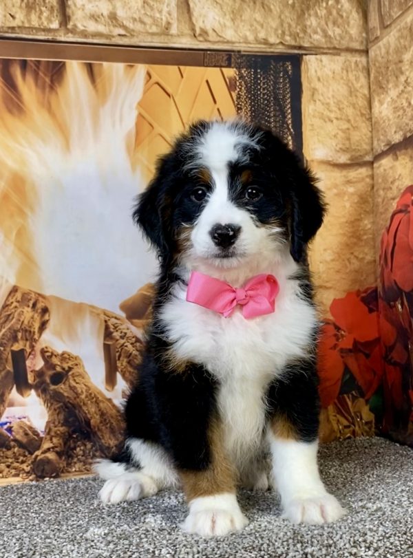 Photo of Ms. Amber the Mini-Bernedoodle puppy