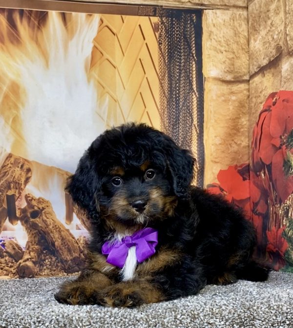 Ms. Amy the  Mini-Bernedoodle puppy